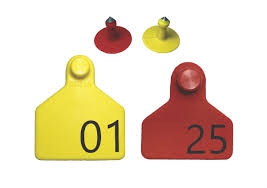 -31